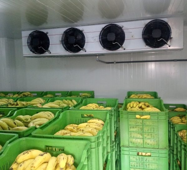 PUF Panel Banana Ripening Chambers2